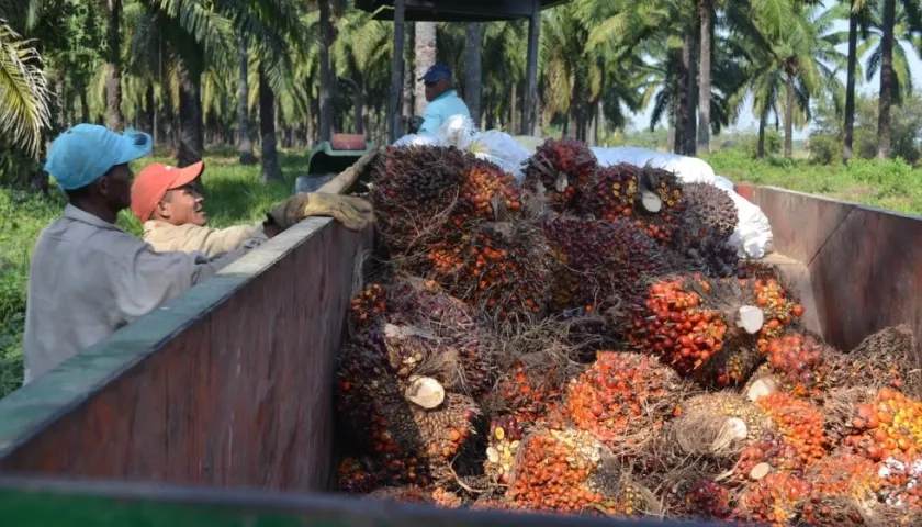 Producción de palma de aceite en C. I. Caribia en Zona Bananera.