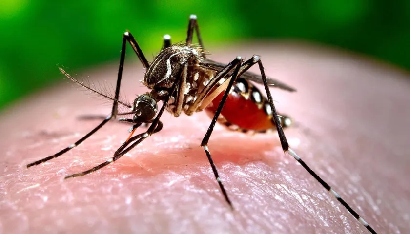 El mosquito transmisor del dengue. 