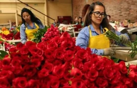  Las rosas y los bouquet colombianos tener una participación en el mercado estadounidense del 54 % y 86 %, respectivamente.