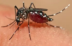 Los mosquitos se han vuelto cada vez más resistentes a varios de los insecticidas más comunes.