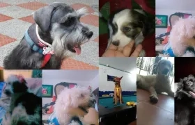 Los 8 perros que murieron tras ser atendidos en la veterinaria.