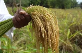 El Ministerio de Agricultura puso en marcha un incentivo al almacenamiento de arroz.