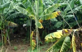 El hongo Fusarium que ataca las plantaciones de banano.
