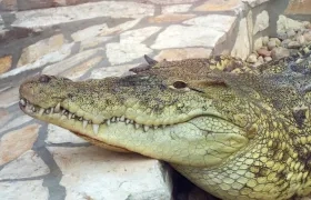 Un caimán como este se encontró el hombre atacado por el reptil en la puerta de su vivienda en Florida.