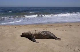 Fotografía de un lobo marino muerto en la playa de Reñaca este viernes en Viña del Mar.