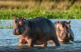 Recientemente se presentó un grave accidente de tránsito en Puerto Triunfo, en el que murió un hipopótamo