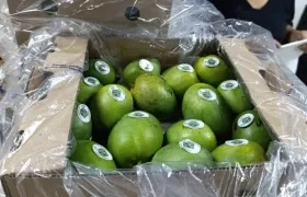 A comienzos de mayo fueron despachadas 13 toneladas de mango de azúcar desde el puerto samario