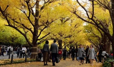 Las concurridas calles de Tokio, durante el otoño de este año. 