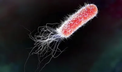 'Escherichia coli' es una bacteria habitual en el intestino del ser humano.