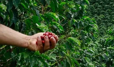 En Colombia, hay sembradas 903.951 hectáreas en café y más del 25% de la población rural del país es cafetera.