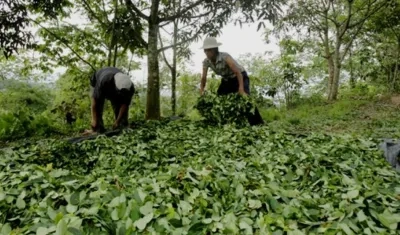El país llegó a 171 mil hectáreas de hoja de coca lo que representa un crecimiento del 17%.