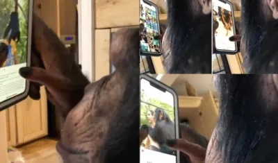 El chimpancé viendo Instagram.