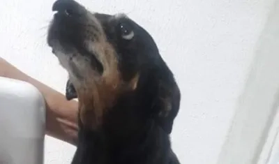 'Chanda Patricia', la can desaparecida desde el 15 de julio en la Ciudadela 20 de Julio.