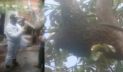 Bomberos controlando enjambres de abejas africanizadas, en el barrio Los Ángeles II etapa.