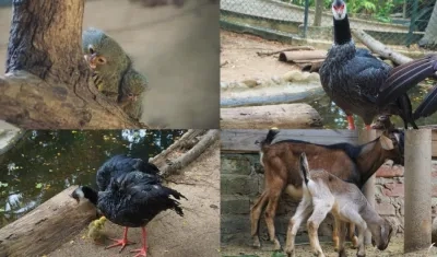 Los nuevos animales del Zoológico.