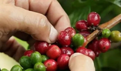 En diciembre la cosecha cafetera creció 4 por ciento con 1,7 millones de sacos.