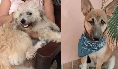 Dos canes extraviados, a la derecha 'Rocky' y a la izquierda 'Milo'.