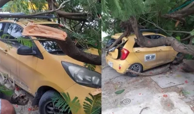 Así quedaron los vehículos tras la caído del árbol. 