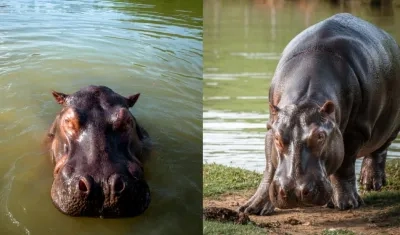 Hipopótamos en Colombia. 