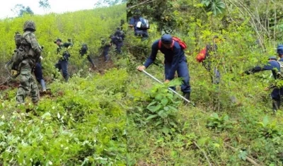 El cultivo de coca en Colombia aumentó a 245.000 hectáreas en 2020.