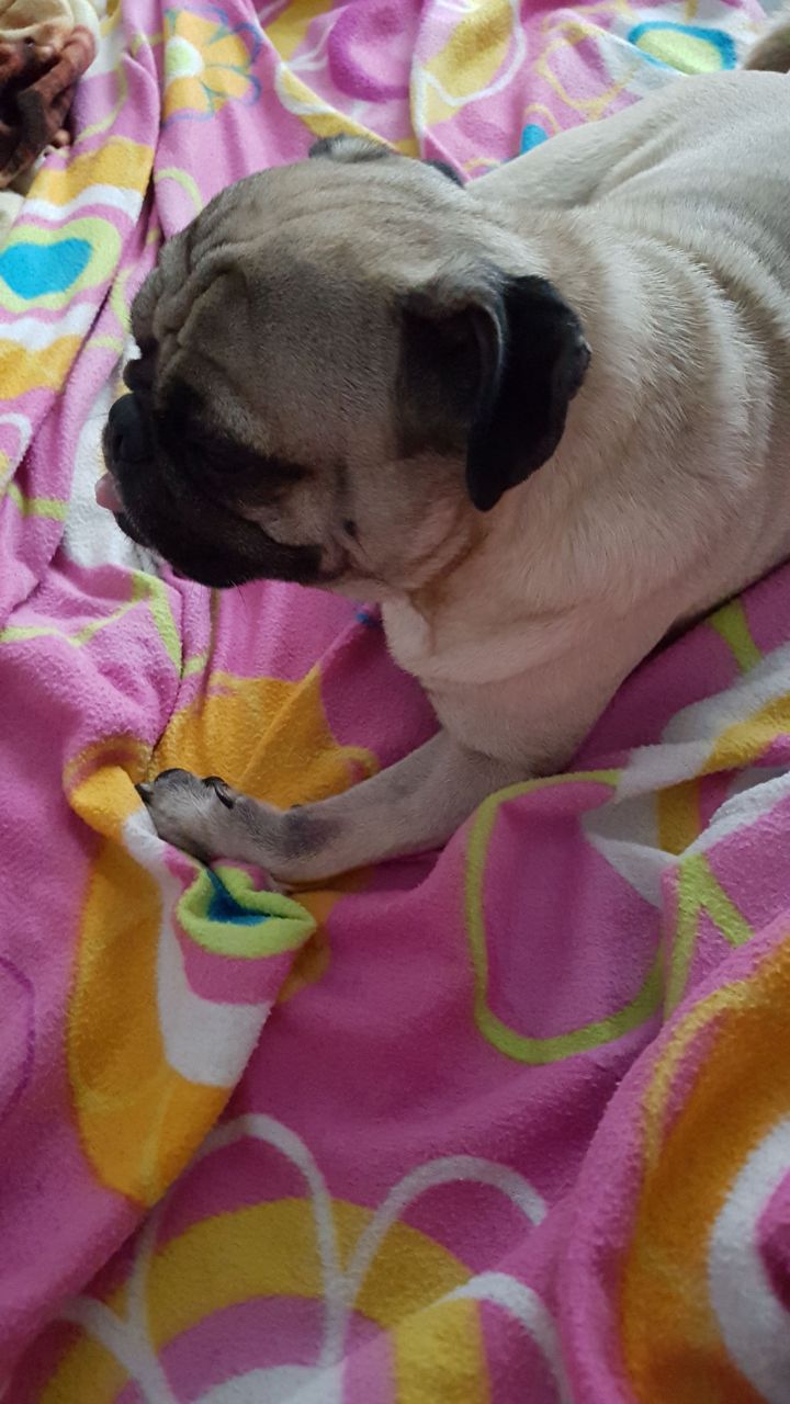 'Rocky' pug recuperado.