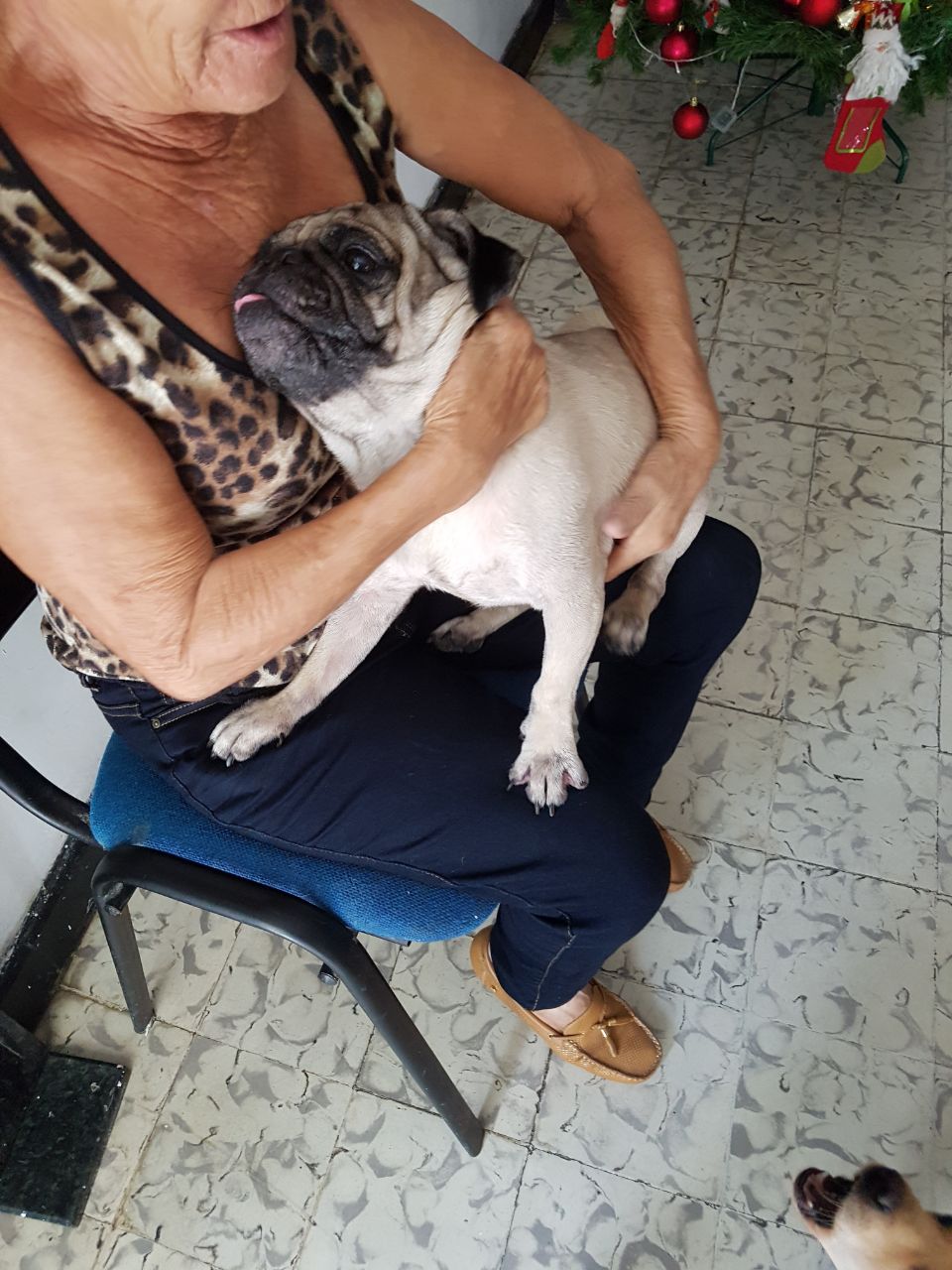 'Rocky' pug recuperado.