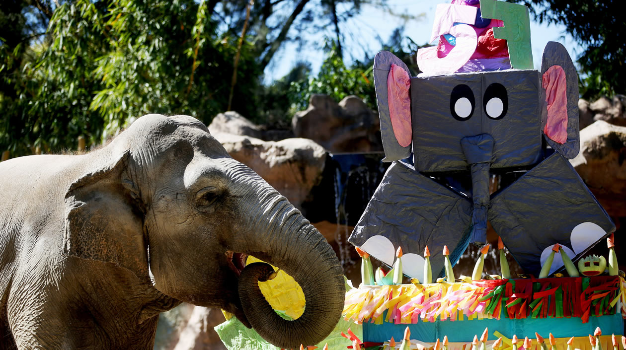 Registro del cumpleaños 56 de la elefanta "Trompita"
