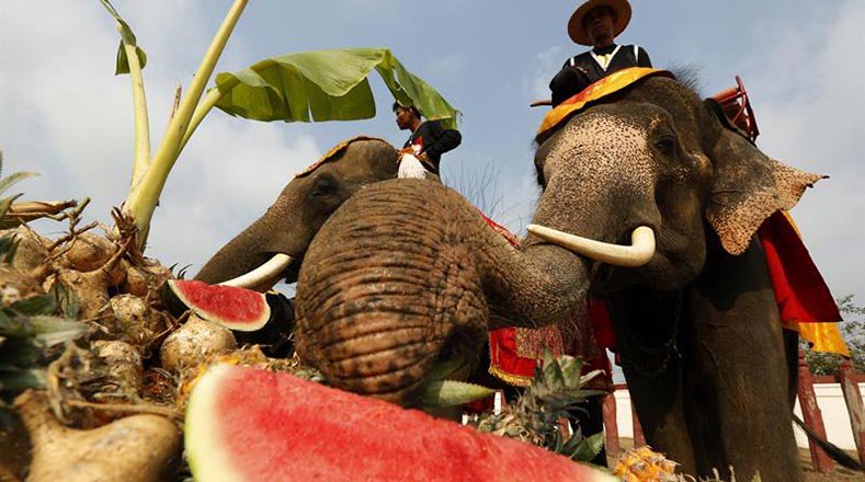 Con fruta fueron alimentados los elefantes.