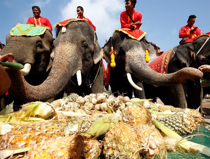 Cuidadores de elefantes sobre los animales durante la celebración.