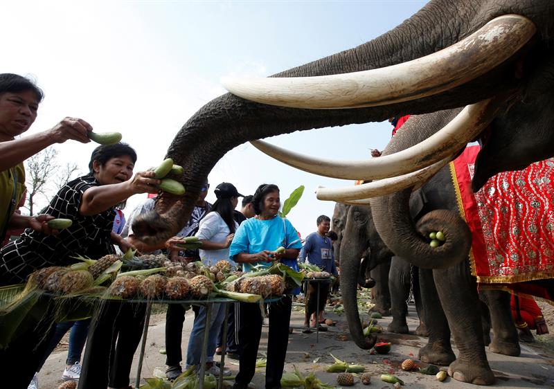 Alimentar a los elefantes es considerado como una labor comunal.