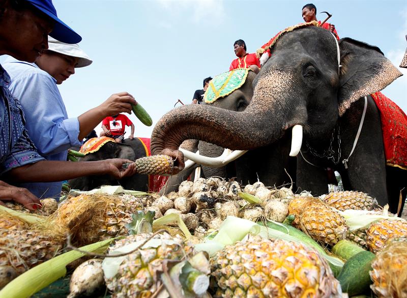 El Día Nacional del Elefante es una tradición local en Tailandia.