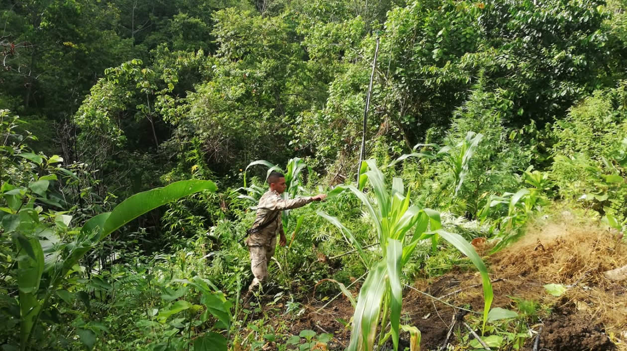 En la vereda Miramar, en Santa Marta se encontraron los cultivos ilícitos.