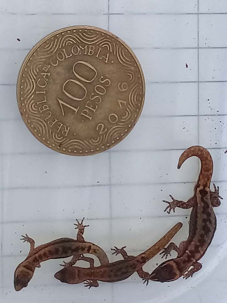 Varios lagartos fotografiados al lado de una moneda de 100 pesos.