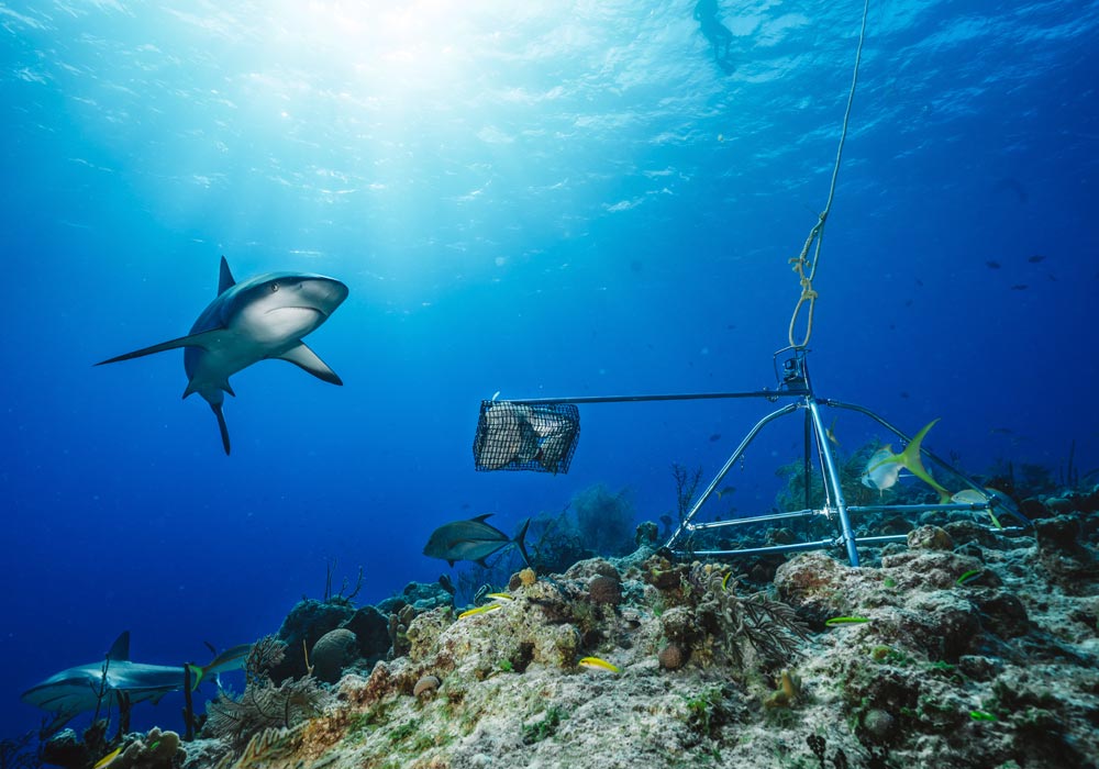 Fotografía de 2019 cedida por Andy Mann por vía del proyecto Global FinPrint donde se observan unos tiburones nadando en los arrecifes de Las Bahamas en el Caribe. 