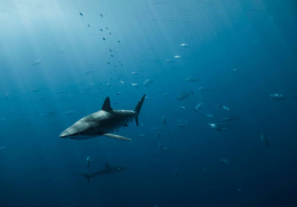 Un pase de tiburón sedoso evalúa el área. 