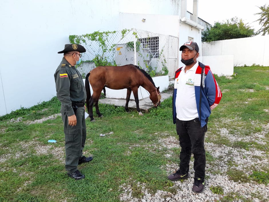El caballo custodiado por la Policía Nacional.