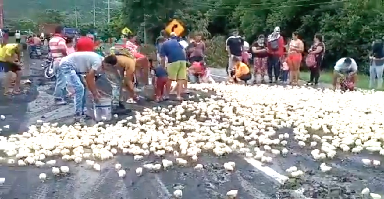 Miles de pollitos abandonados en Buga ante la imposibilidad de llevarlos a su destino.