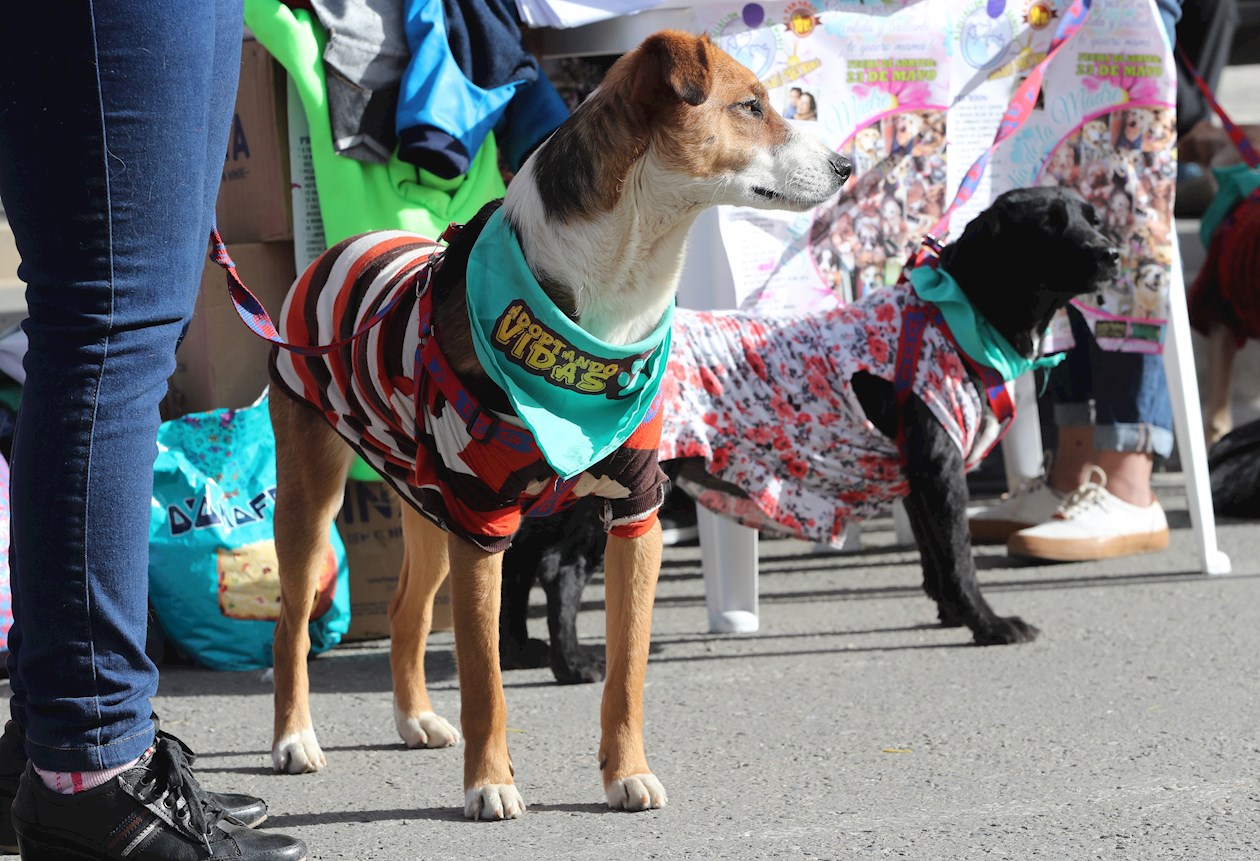 Varias agrupaciones de rescatistas de perros abandonados realizaron un desfile de canes para promover su adopción, acto realizado en los predios de la Línea Roja del Teleférico de La Paz (Bolivia).