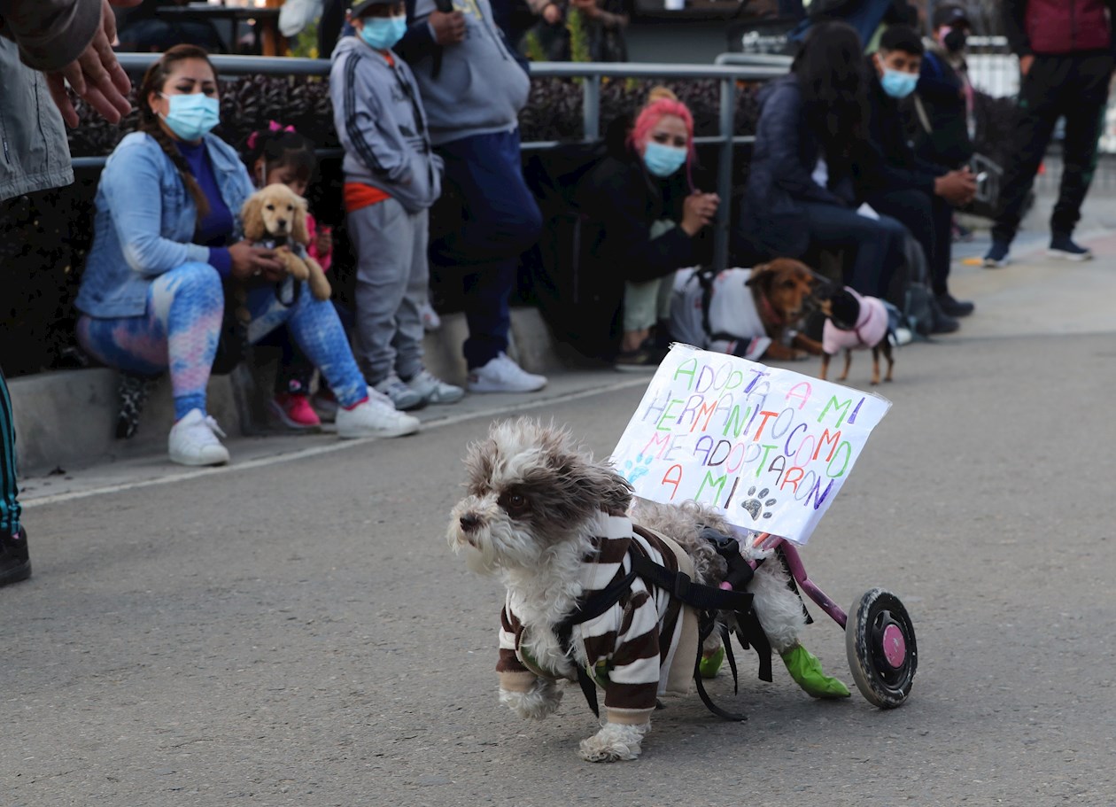 Un perro rescatado es visto en el desfile de adopción este jueves, en La Paz.