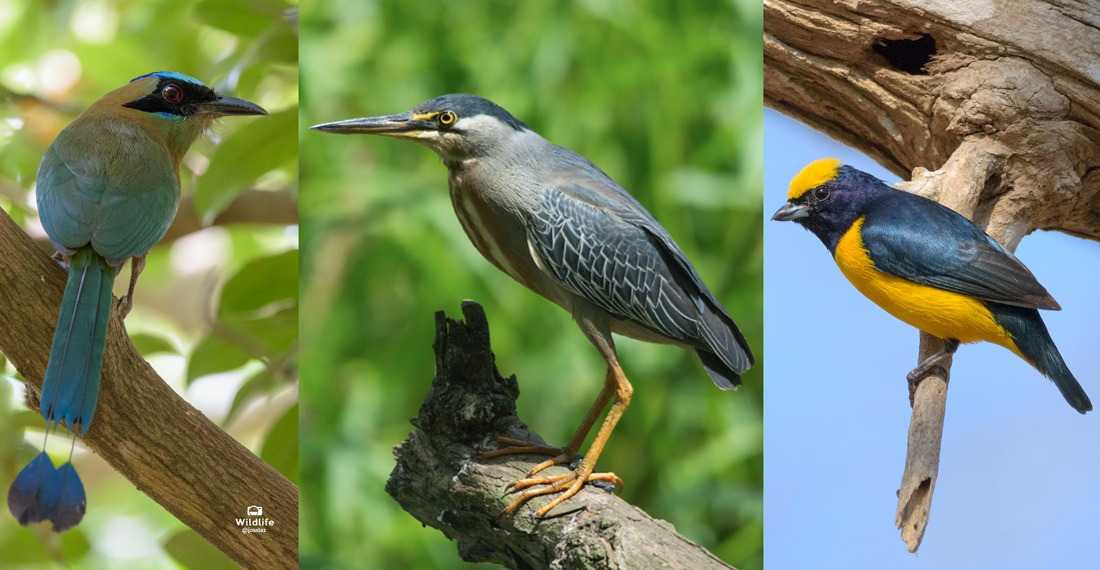 Barranquero ferina, Garcita rayada y eufonia de trinidad, tres de las especies de aves que se pueden apreciar en el Atlántico.