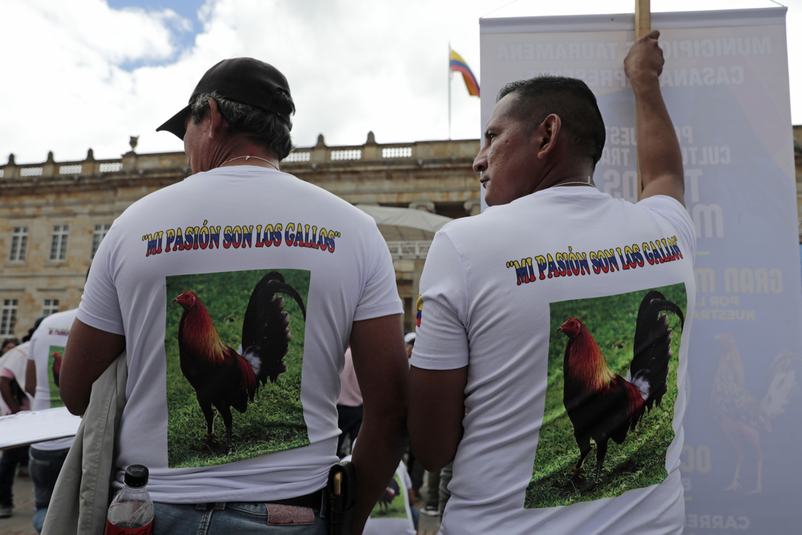 Galleros de varias ciudades del país se concentran hoy, durante una protesta contra la prohibición de peleas de gallos en Bogotá.
