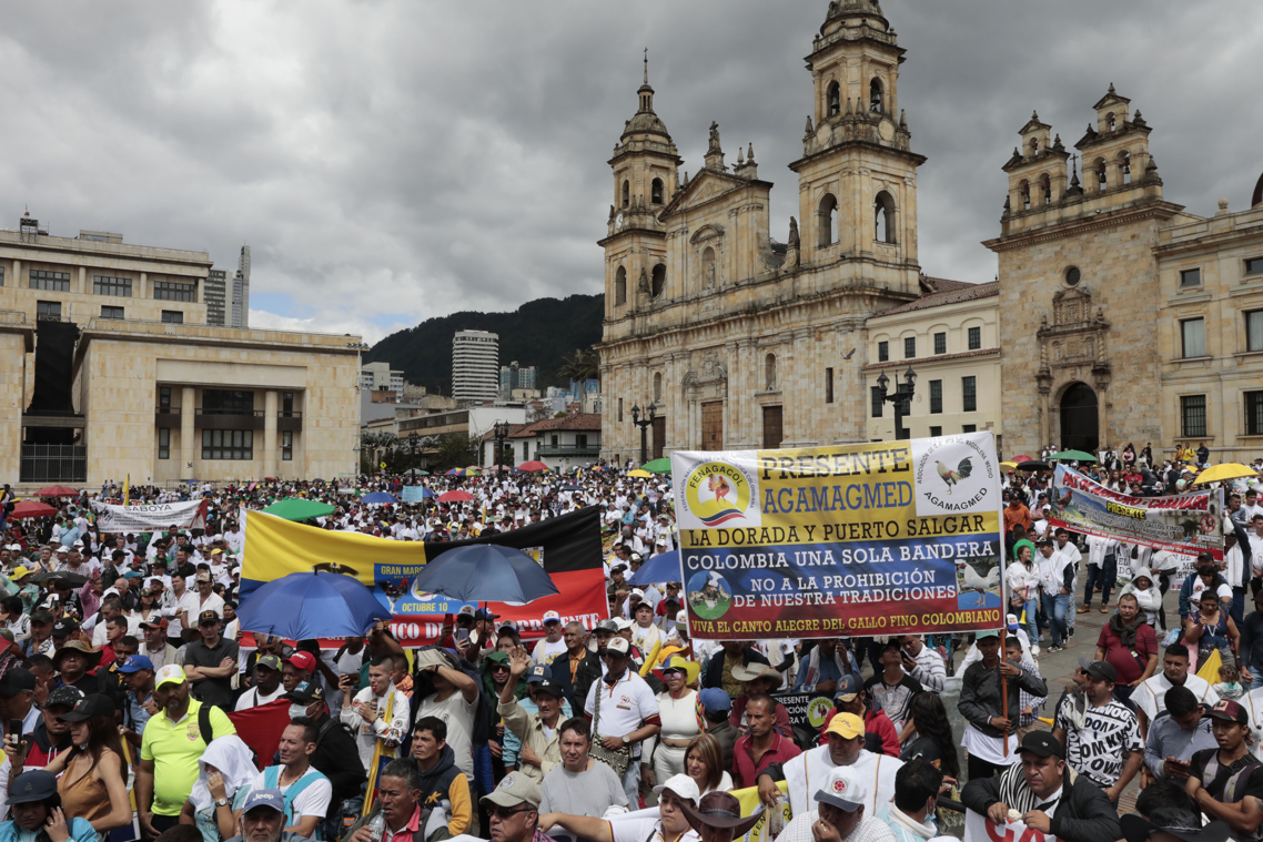 Galleros de varias ciudades del país se concentran hoy, durante una protesta contra la prohibición de peleas de gallos en Bogotá.
