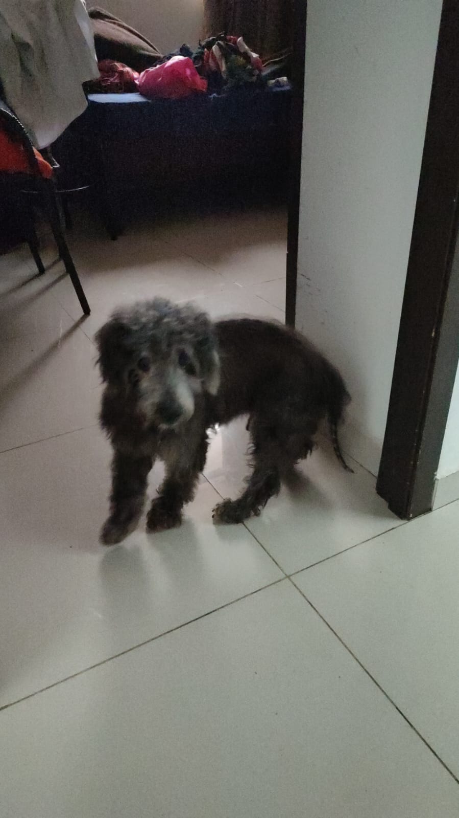 'Apollo' se extravió en Cartagena. 