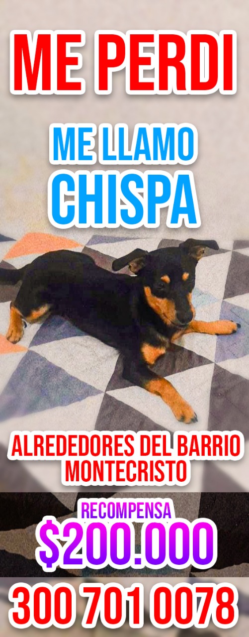 Información sobre la recompensa por hallar a 'Chispa'