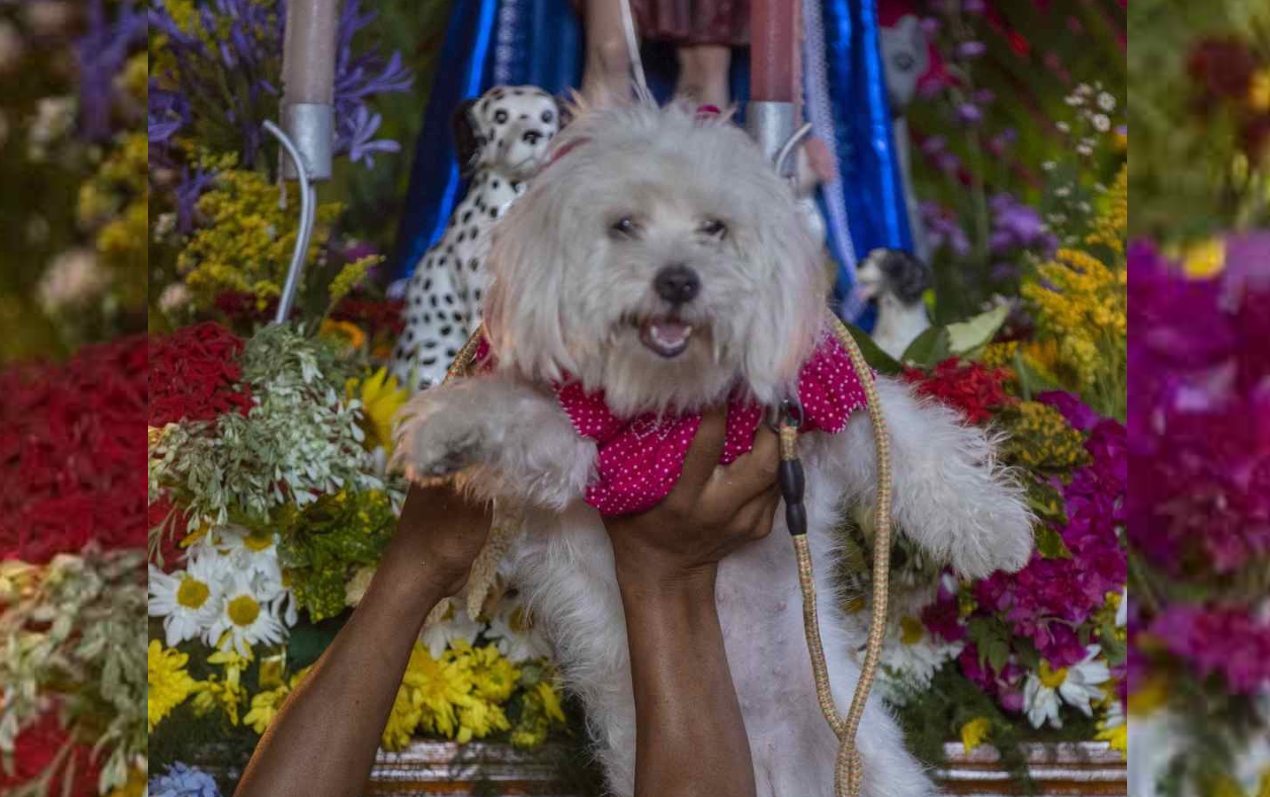 Ataviados como jugadores de fútbol, bailarinas de ballet, con lazos o sombreros, cientos de perros fueron presentados por sus dueños ante San Lázaro en Nicaragua, para pedir por su salud.