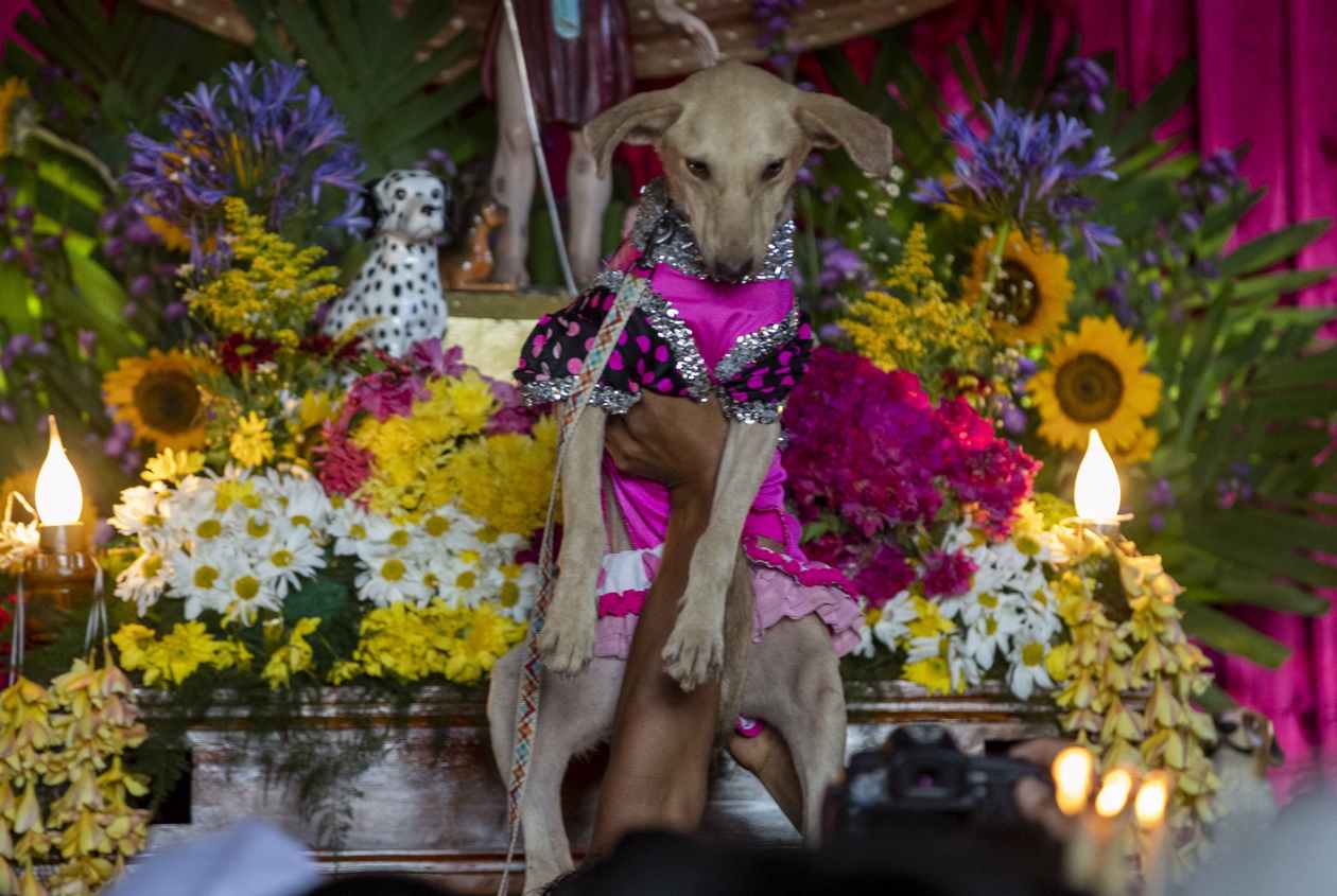 Fotografía de un perro ofrecido a San Lázaro durante una eucaristía hoy, en la iglesia Santa María Magdalena de Masaya (Nicaragua). 
