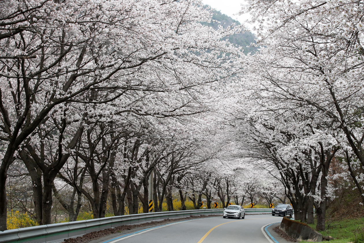 Una carretera llena de cerezos en Corea del Sur.