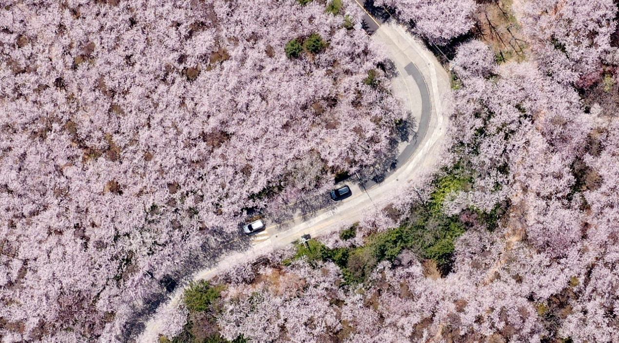 Los automóviles conducen por una carretera, con flores de cerezo en flor, en el monte Hwangnyeong, en la ciudad portuaria de Busan, en el sureste de Corea del Sur.