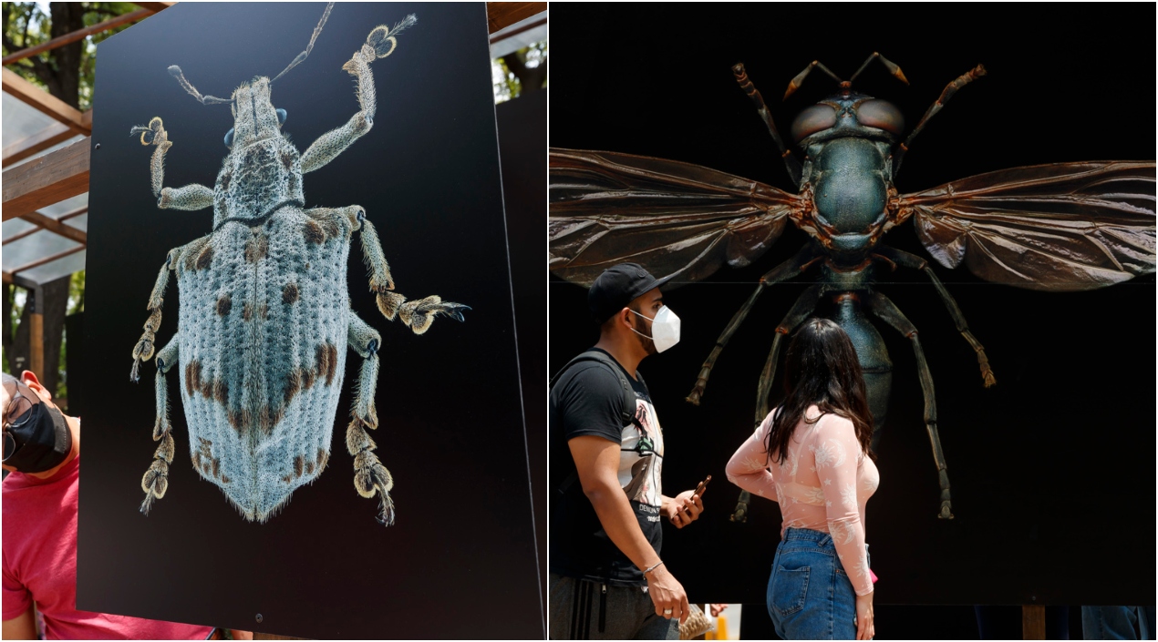 . El Bosque de Chapultepec de la Ciudad de México acoge esta Semana Santa el evento Insecta. 