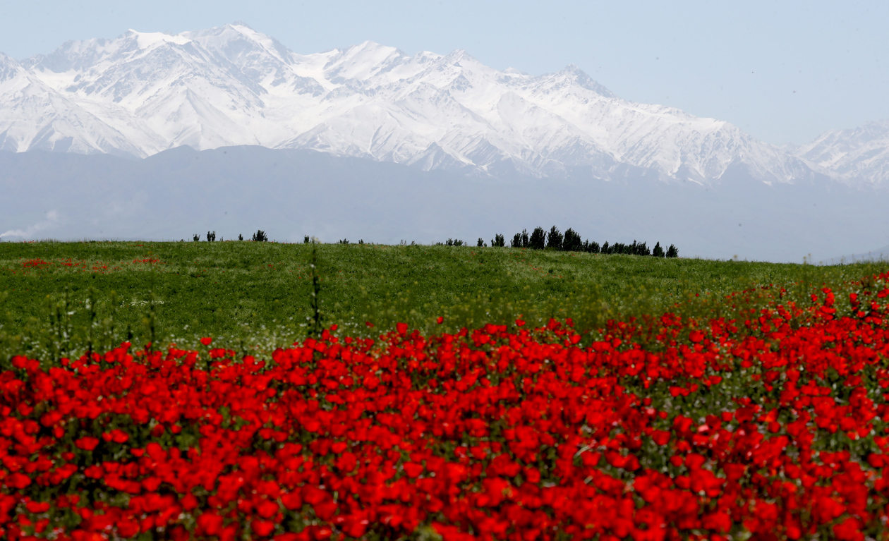 Las amapolas inspiran en Kirguistán.